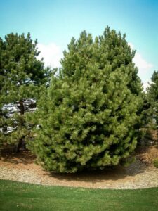 Сосна Чёрная (Pinus Nigra) купить по цене от 270.00р. в интернет-магазине «Посадика» с доставкой почтой в в Шумихае и по всей России – [изображение №1].