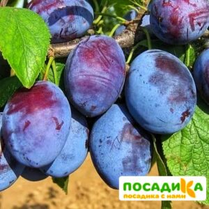 Слива Чачакская ранняя купить по цене от 229.00р. в интернет-магазине «Посадика» с доставкой почтой в в Шумихае и по всей России – [изображение №1].