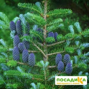 Пихта корейская (Abies koreana) купить по цене от 450.00р. в интернет-магазине «Посадика» с доставкой почтой в в Шумихае и по всей России – [изображение №1].