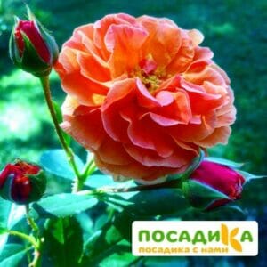 Роза Арабия купить по цене от 350.00р. в интернет-магазине «Посадика» с доставкой почтой в в Шумихае и по всей России – [изображение №1].