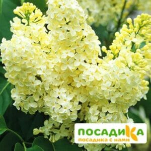 Сирень Примроуз (Primrose) купить по цене от 529.00р. в интернет-магазине «Посадика» с доставкой почтой в в Шумихае и по всей России – [изображение №1].