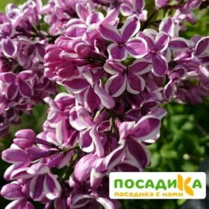 Сирень Сенсация купить по цене от 529.00р. в интернет-магазине «Посадика» с доставкой почтой в в Шумихае и по всей России – [изображение №1].