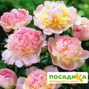 Пион Распберри Сандей (Paeonia Raspberry Sundae) купить по цене от 959р. в интернет-магазине «Посадика» с доставкой почтой в в Шумихае и по всей России – [изображение №1].