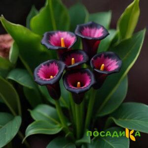 Калла Аура Лейс купить по цене от 400р. в интернет-магазине «Посадика» с доставкой почтой в в Шумихае и по всей России – [изображение №1].