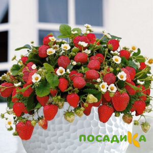 Клубника Рубиновый Шепот (горшечная) купить по цене от 240р. в интернет-магазине «Посадика» с доставкой почтой в в Шумихае и по всей России – [изображение №1].