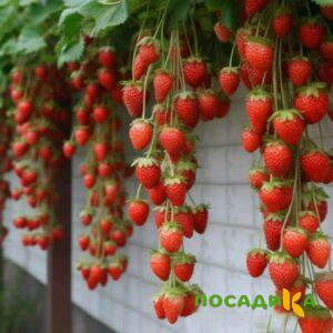 Клубника вьющаяся Комплимент купить по цене от 470р. в интернет-магазине «Посадика» с доставкой почтой в в Шумихае и по всей России – [изображение №1].