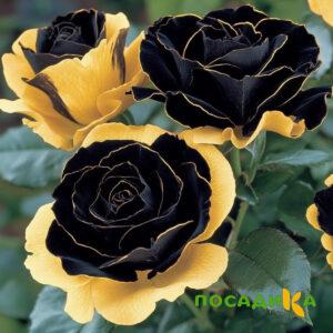 Роза Ханни Сикл купить по цене от 700р. в интернет-магазине «Посадика» с доставкой почтой в в Шумихае и по всей России – [изображение №1].