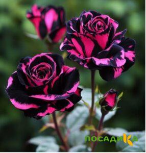 Роза Багровый Шепот купить по цене от 366р. в интернет-магазине «Посадика» с доставкой почтой в в Шумихае и по всей России – [изображение №1].