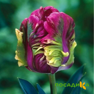 Тюльпан Экзотик Хэвен купить по цене от 186р. в интернет-магазине «Посадика» с доставкой почтой в в Шумихае и по всей России – [изображение №1].