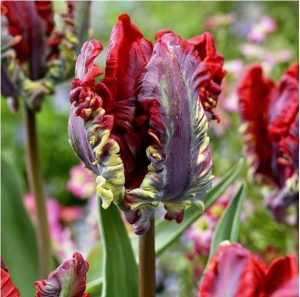 Тюльпан Рококо купить по цене от 350р. в интернет-магазине «Посадика» с доставкой почтой в в Шумихае и по всей России – [изображение №1].