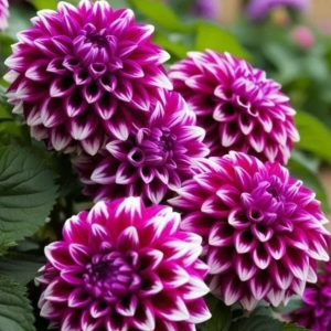 Георгин Кристал Корт купить по цене от 602р. в интернет-магазине «Посадика» с доставкой почтой в в Шумихае и по всей России – [изображение №1].