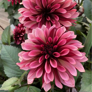 Георгин Перли Сансет купить по цене от 309р. в интернет-магазине «Посадика» с доставкой почтой в в Шумихае и по всей России – [изображение №1].