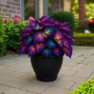 Хоста Фрости Блю купить по цене от 389р. в интернет-магазине «Посадика» с доставкой почтой в в Шумихае и по всей России – [изображение №1].