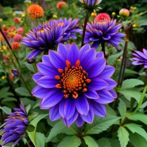 Георгин Лазурит купить по цене от 799р. в интернет-магазине «Посадика» с доставкой почтой в в Шумихае и по всей России – [изображение №1].