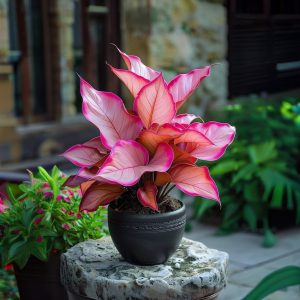 Хоста Розовая Симфония купить по цене от 800р. в интернет-магазине «Посадика» с доставкой почтой в в Шумихае и по всей России – [изображение №1].