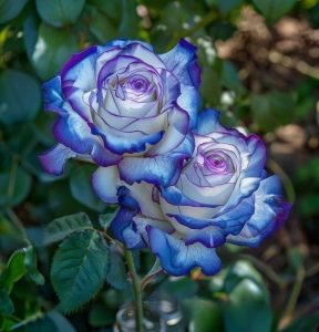 Роза Пэтолз Хоуп купить по цене от 333р. в интернет-магазине «Посадика» с доставкой почтой в в Шумихае и по всей России – [изображение №1].