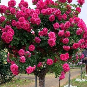 Роза Версаля купить по цене от 232р. в интернет-магазине «Посадика» с доставкой почтой в в Шумихае и по всей России – [изображение №1].