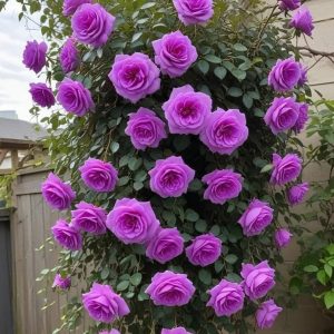 Роза Мистик Уайт купить по цене от 620р. в интернет-магазине «Посадика» с доставкой почтой в в Шумихае и по всей России – [изображение №1].