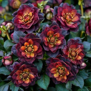 Морозник Сноу Дроп купить по цене от 348р. в интернет-магазине «Посадика» с доставкой почтой в в Шумихае и по всей России – [изображение №1].