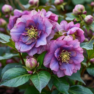 Морозник Айс Принцесс Чарм купить по цене от 650р. в интернет-магазине «Посадика» с доставкой почтой в в Шумихае и по всей России – [изображение №1].