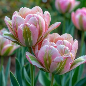 Тюльпан Аврора Принцес купить по цене от 345р. в интернет-магазине «Посадика» с доставкой почтой в в Шумихае и по всей России – [изображение №1].