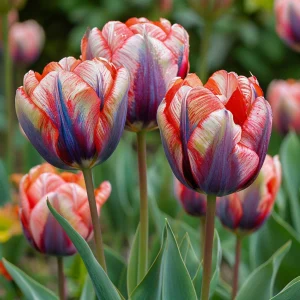 Тюльпан Эбисан Грэйс купить по цене от 217р. в интернет-магазине «Посадика» с доставкой почтой в в Шумихае и по всей России – [изображение №1].