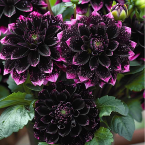 Георгин Лаванда Лейс купить по цене от 679р. в интернет-магазине «Посадика» с доставкой почтой в в Шумихае и по всей России – [изображение №1].