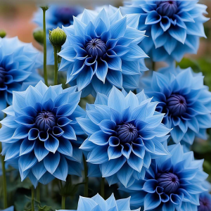 Георгин Вижапе купить по цене от 699р. в интернет-магазине «Посадика» с доставкой почтой в в Шумихае и по всей России – [изображение №1].