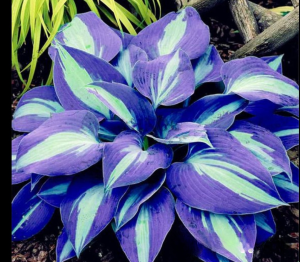 Хоста Аурелия купить по цене от 450р. в интернет-магазине «Посадика» с доставкой почтой в в Шумихае и по всей России – [изображение №1].