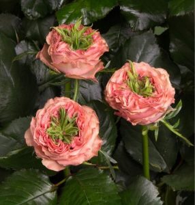 Роза Амбер Инчант купить по цене от 495р. в интернет-магазине «Посадика» с доставкой почтой в в Шумихае и по всей России – [изображение №1].