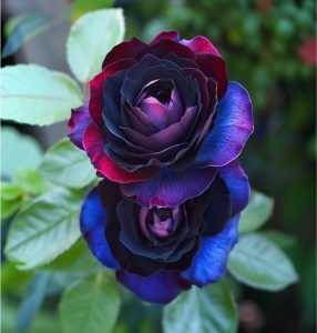 Роза Скарлет Рэвери купить по цене от 489р. в интернет-магазине «Посадика» с доставкой почтой в в Шумихае и по всей России – [изображение №1].