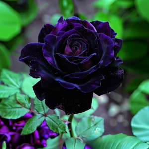 Роза Блэк Пантер купить по цене от 319р. в интернет-магазине «Посадика» с доставкой почтой в в Шумихае и по всей России – [изображение №1].