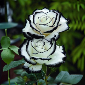 Роза Силк Ивин купить по цене от 319р. в интернет-магазине «Посадика» с доставкой почтой в в Шумихае и по всей России – [изображение №1].