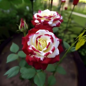 Роза Роял Глом купить по цене от 401р. в интернет-магазине «Посадика» с доставкой почтой в в Шумихае и по всей России – [изображение №1].