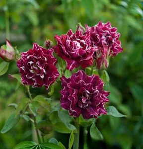 Роза Опаловый Пейзаж купить по цене от 490р. в интернет-магазине «Посадика» с доставкой почтой в в Шумихае и по всей России – [изображение №1].