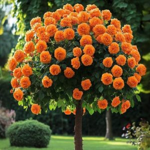 Роза Солнечный Шарм купить по цене от 349р. в интернет-магазине «Посадика» с доставкой почтой в в Шумихае и по всей России – [изображение №1].