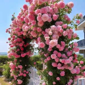 Роза Пастель Розе купить по цене от 605р. в интернет-магазине «Посадика» с доставкой почтой в в Шумихае и по всей России – [изображение №1].