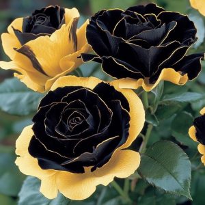 Роза Ханни Сикл купить по цене от 700р. в интернет-магазине «Посадика» с доставкой почтой в в Шумихае и по всей России – [изображение №1].