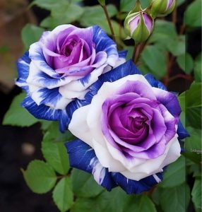 Роза Айвори Каскад купить по цене от 420р. в интернет-магазине «Посадика» с доставкой почтой в в Шумихае и по всей России – [изображение №1].