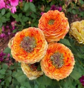 Роза Золотой Мираж купить по цене от 420р. в интернет-магазине «Посадика» с доставкой почтой в в Шумихае и по всей России – [изображение №1].