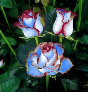 Роза Сафайер Пэтл купить по цене от 450р. в интернет-магазине «Посадика» с доставкой почтой в в Шумихае и по всей России – [изображение №1].