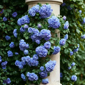 Роза плетистая Блю Перпл купить по цене от 540р. в интернет-магазине «Посадика» с доставкой почтой в в Шумихае и по всей России – [изображение №1].